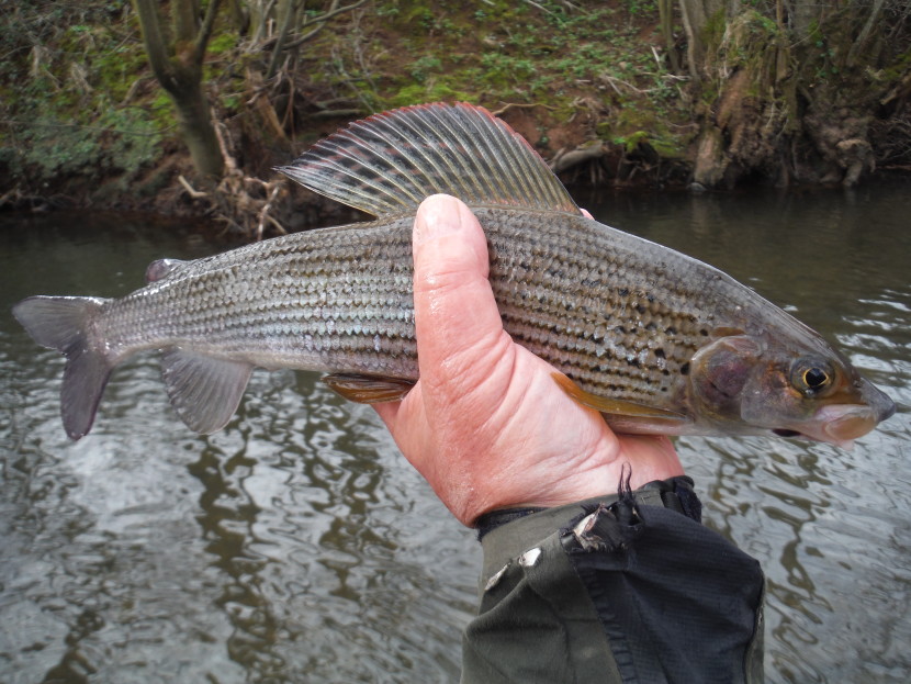 Abbeydore grayling